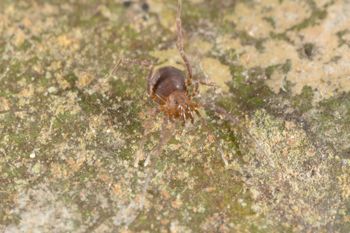 Media type: image; Invertebrate Zoology 144146